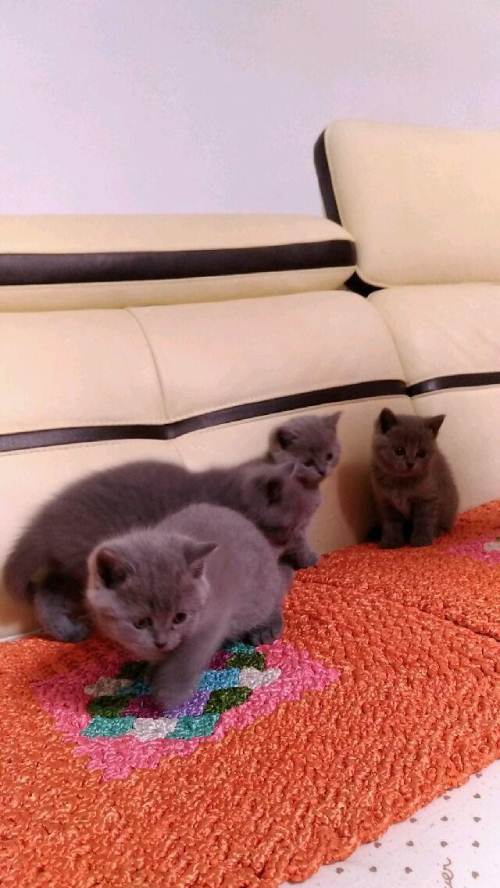 xingkong体育官网登录