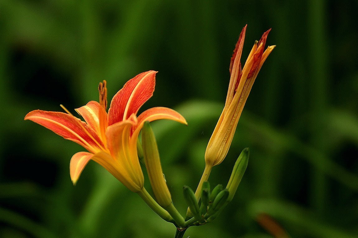 星空体育官网:缆车惊魂:女孩从空中缆车摔落 坠地前幸运被接住(图2) 星空体育官网
