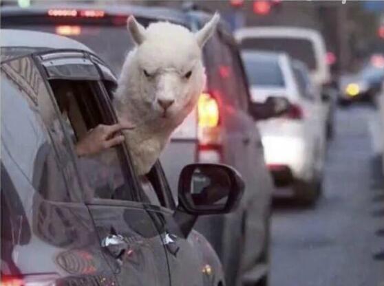 “星空体育官网”首都绿色建筑新地标融入太仓水艺(图2)