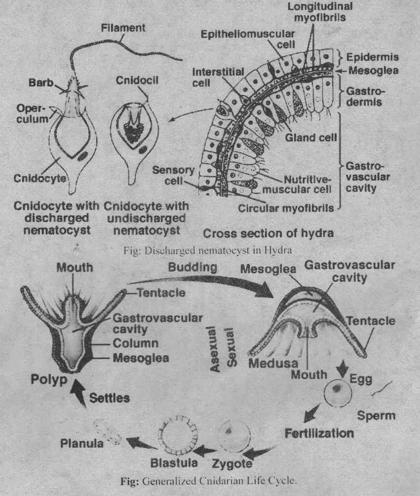“xingkong体育官网登录”纽约飓风吹袭新地标亿万豪宅成危楼(图2) 星空体育官网